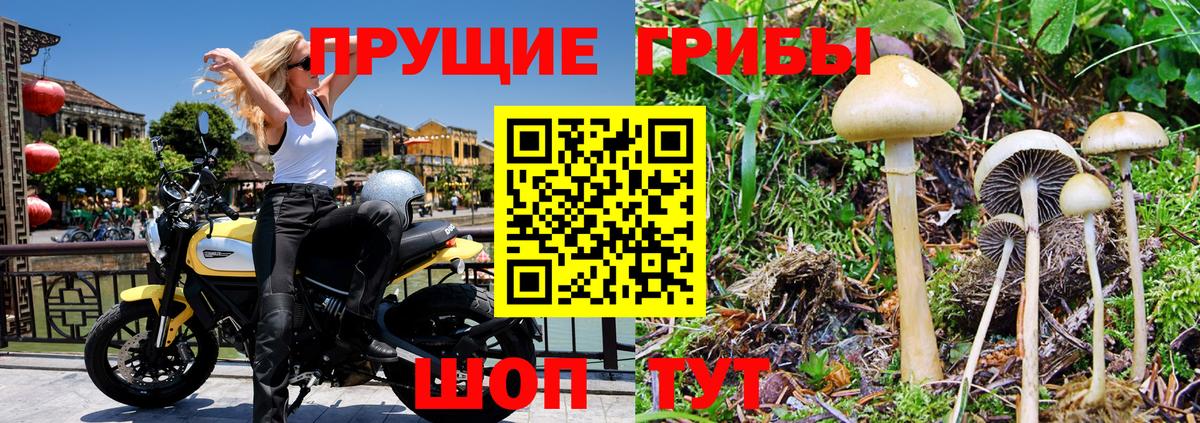 Прокопьевск  закладки  Вход с VPN  Псилоцибиновые грибы мицелий 